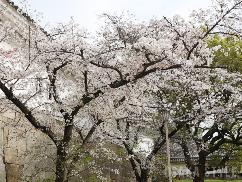 大阪城公園の桜