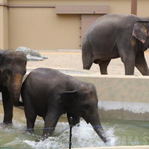 天王寺動物園でマレーシアゾウ3頭を公開