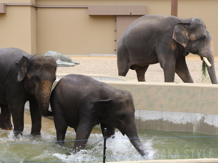天王寺動物園でマレーシアゾウ3頭を公開