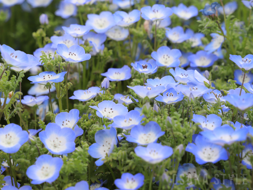 大阪まいしまシーサイドパークで「ネモフィラ祭り2026」