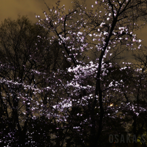 桜の結晶と桜の幽体