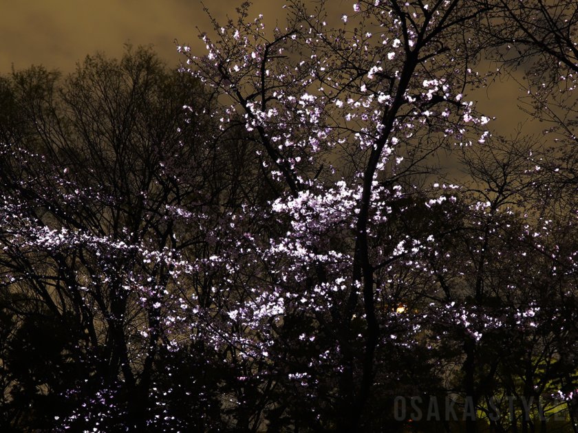 桜の結晶と桜の幽体