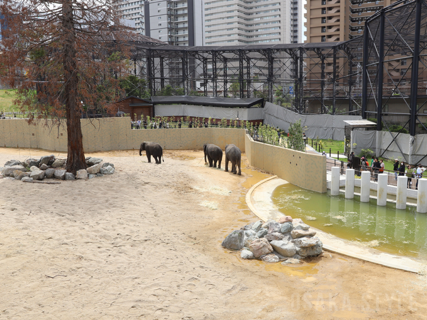 天王寺動物園のマレーシアゾウ