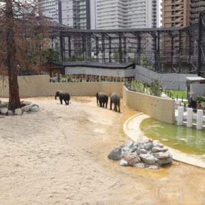 天王寺動物園でマレーシアゾウ3頭を公開
