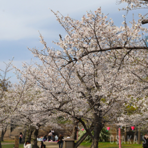 大阪城公園の桜