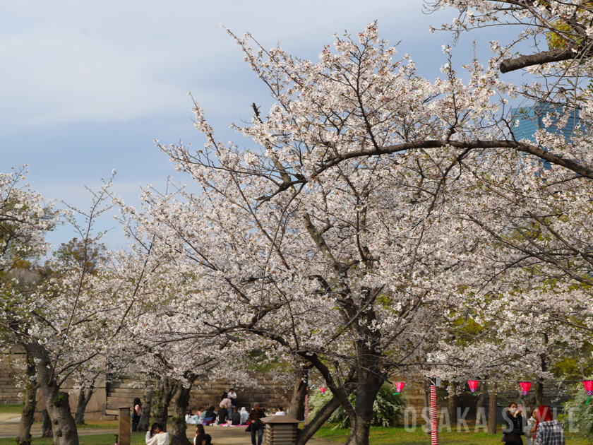 大阪城公園の桜