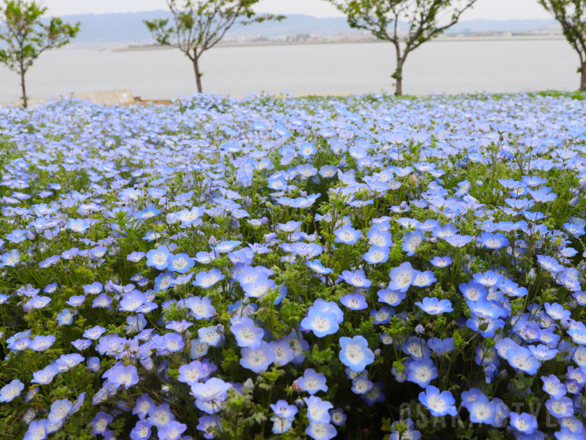 大阪まいしまシーサイドパークで「ネモフィラ祭り2026」