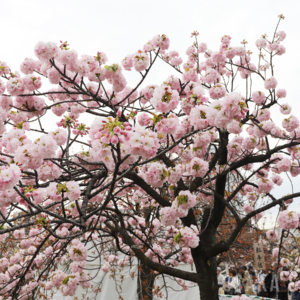 造幣局 桜の通り抜け
