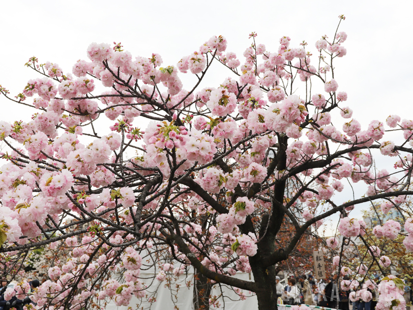造幣局 桜の通り抜け