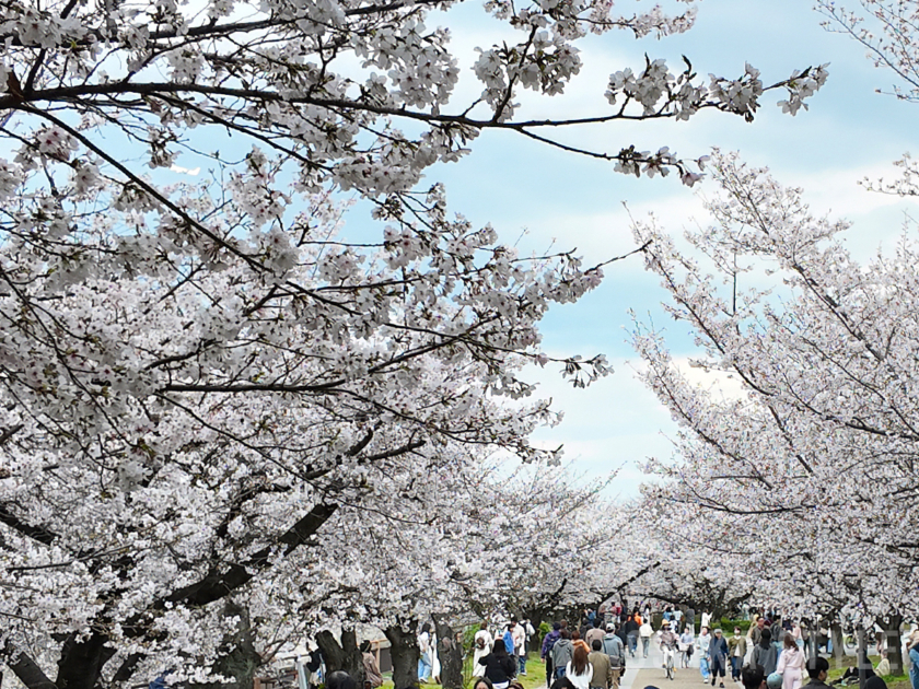 大阪城公園の桜