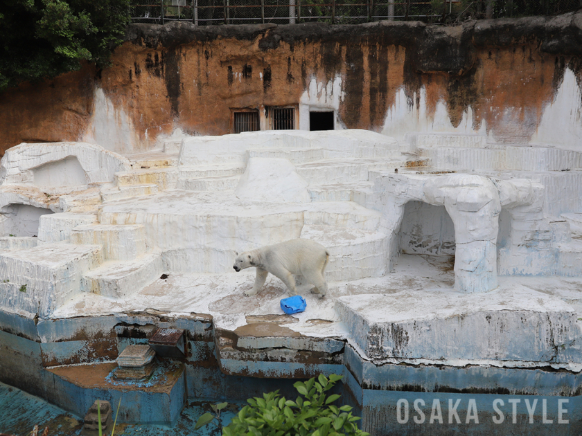 現在のホッキョクグマ舎