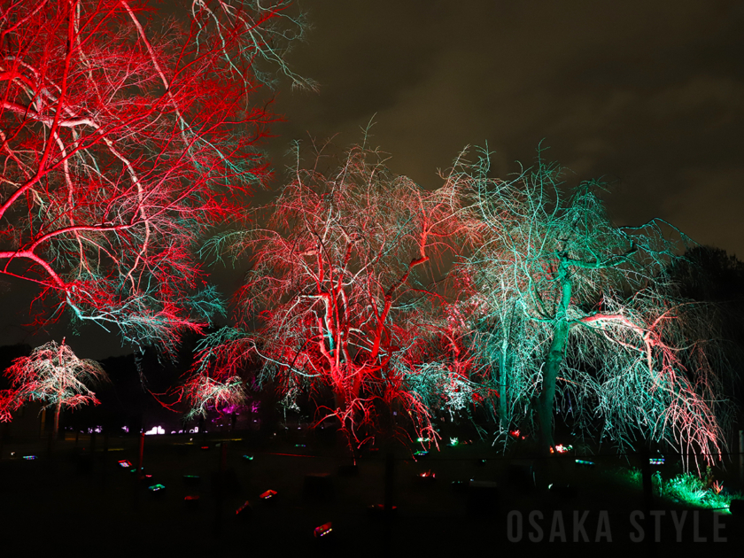 呼応する木々 - しだれ桜