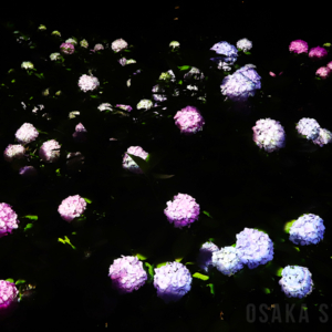 アジサイの作品「紫陽花の結晶」