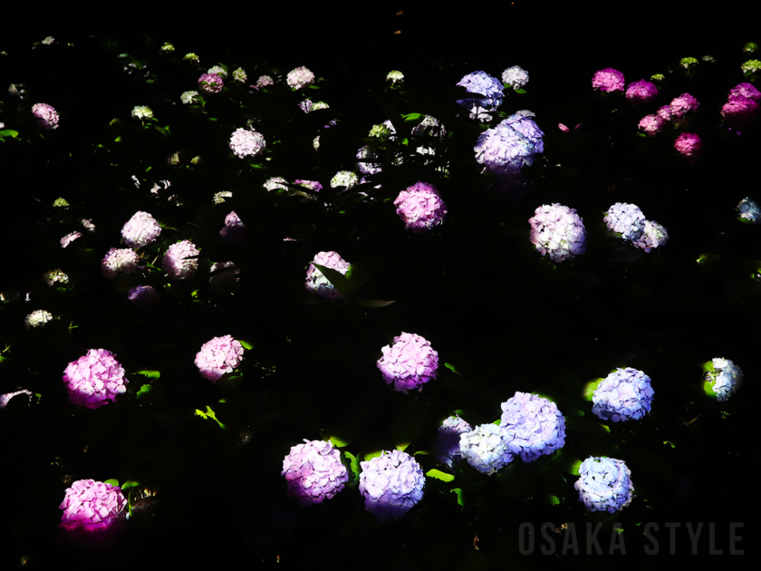 アジサイの作品「紫陽花の結晶」