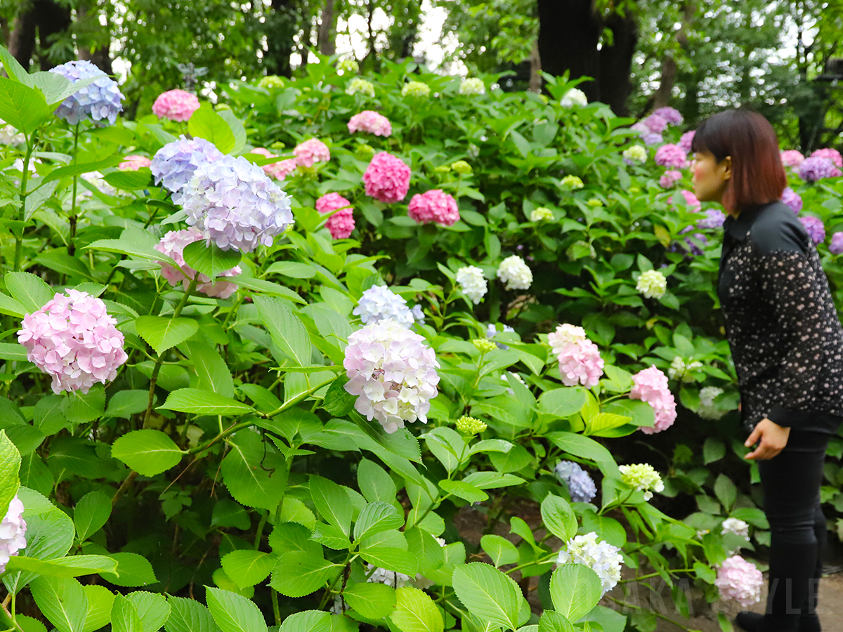 長居植物園のアジサイ