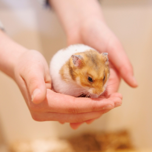 屋内型ふれあい動物園　アニタッチ