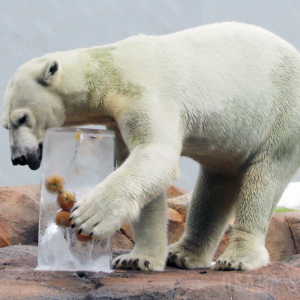 天王寺動物園でホッキョクグマに氷柱プレゼント