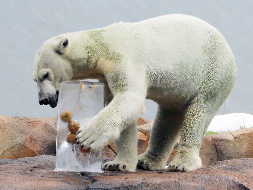 天王寺動物園でホッキョクグマに氷柱プレゼント
