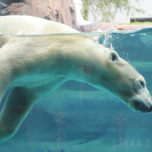 天王寺動物園にホッキョクグマ新施設「ポーラーベアコースト」　水中の泳ぐ姿を間近で