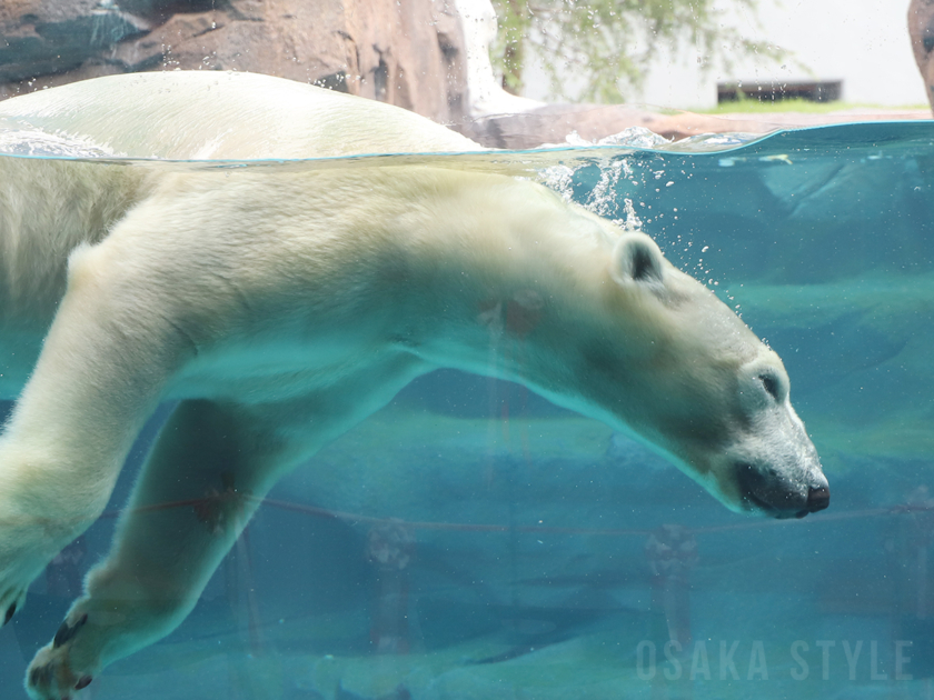 天王寺動物園にホッキョクグマ新施設「ポーラーベアコースト」　水中の泳ぐ姿を間近で