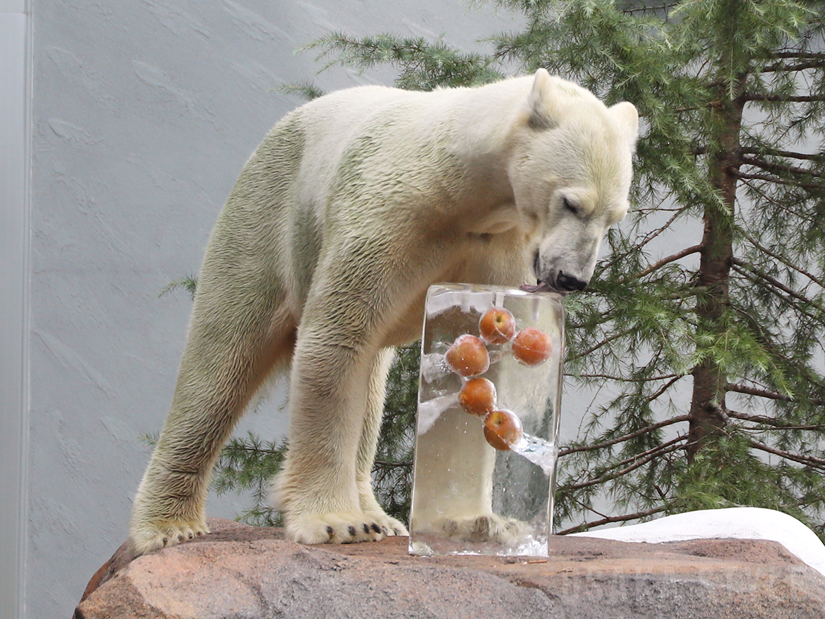 ホッキョクグマに氷柱プレゼント