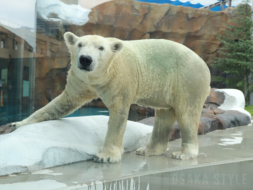 ホッキョクグマのホウちゃん