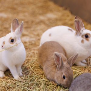 屋内型ふれあい動物園「アニタッチ OSAKA なんば」が12月オープン