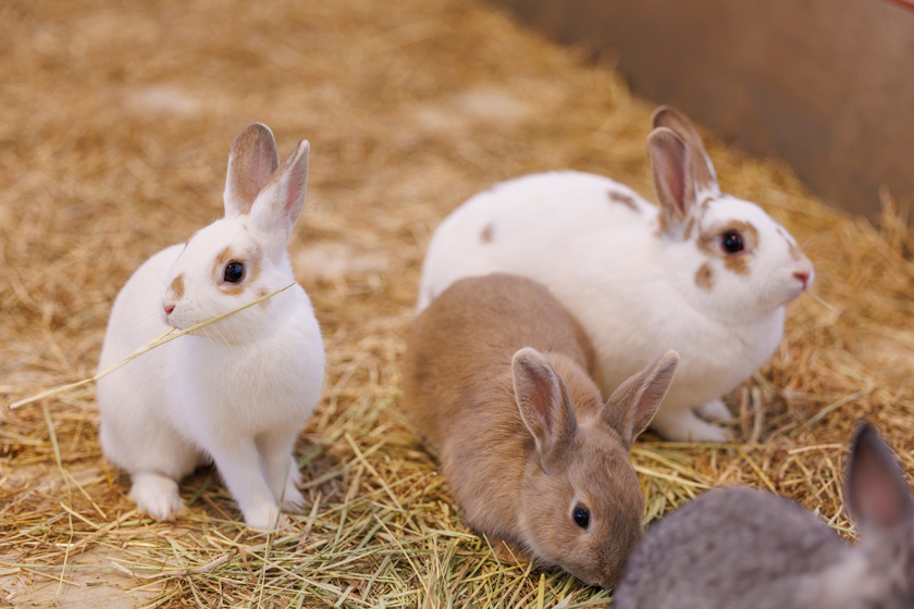 屋内型ふれあい動物園「アニタッチ OSAKA なんば」が12月オープン