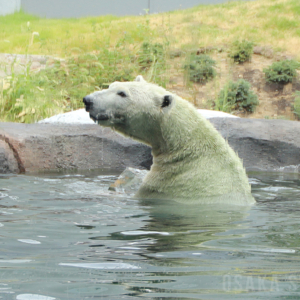 天王寺動物園でホッキョクグマに氷柱プレゼント