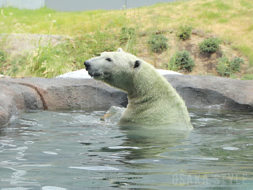 天王寺動物園でホッキョクグマに氷柱プレゼント