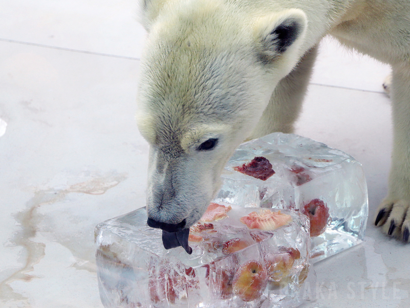 ホッキョクグマに氷柱プレゼント