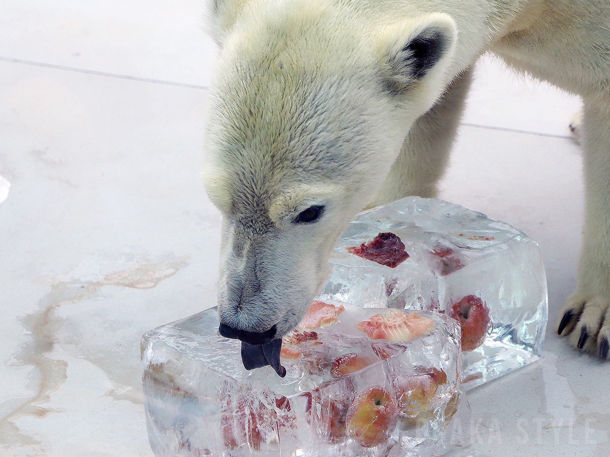 ホッキョクグマに氷柱プレゼント