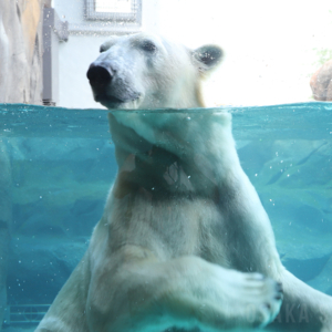 ホッキョクグマのホウちゃん