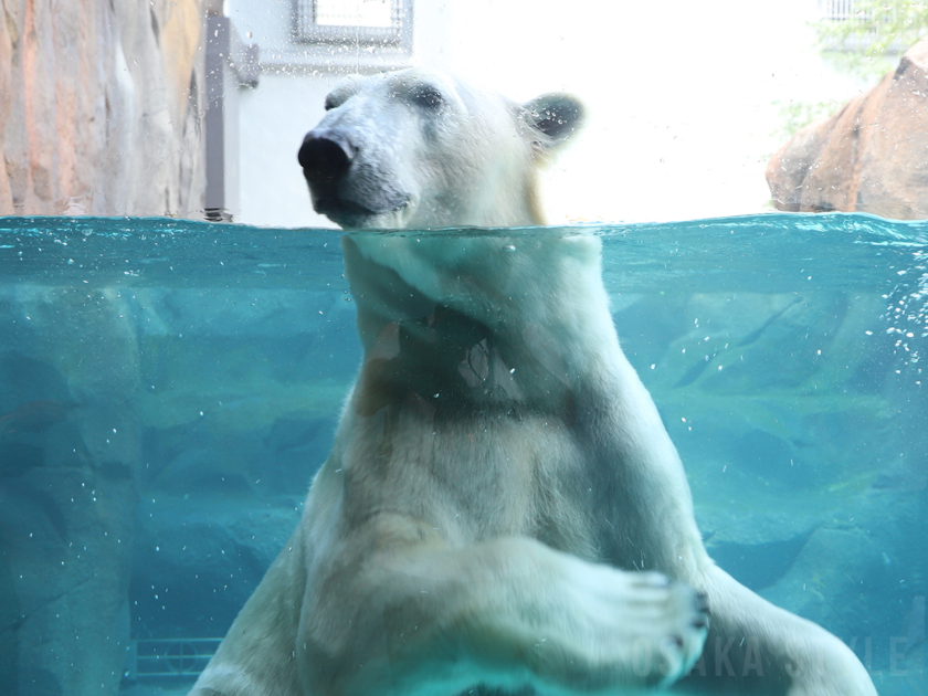 ホッキョクグマのホウちゃん