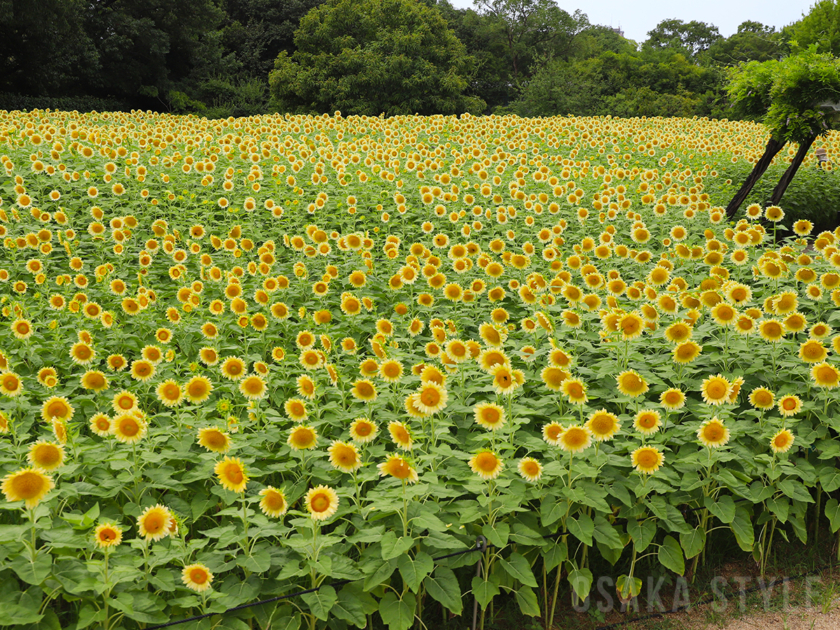 長居植物園で2万株の白いヒマワリが見頃