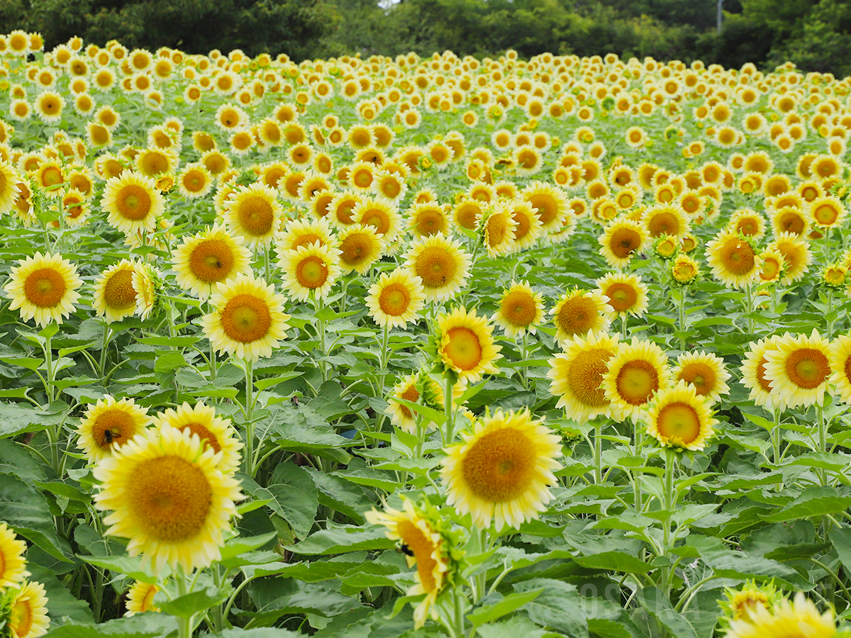 長居植物園のヒマワリ畑
