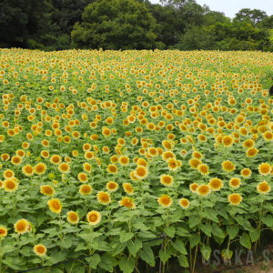 長居植物園のひまわり