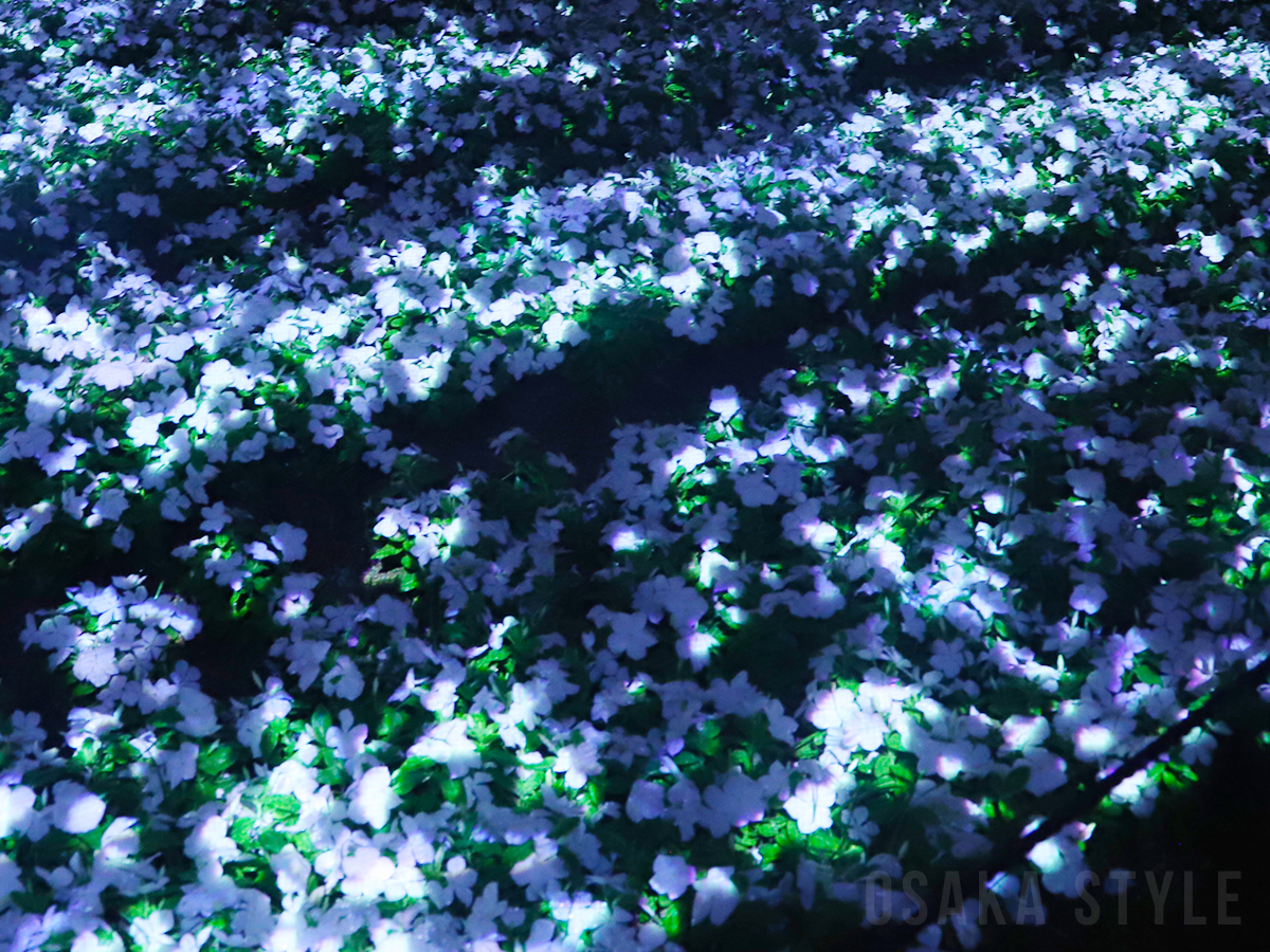 ニチニチソウを使った作品「生命は、闇にまたたく海」